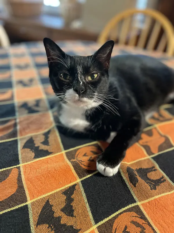 black and white cat looking at camera