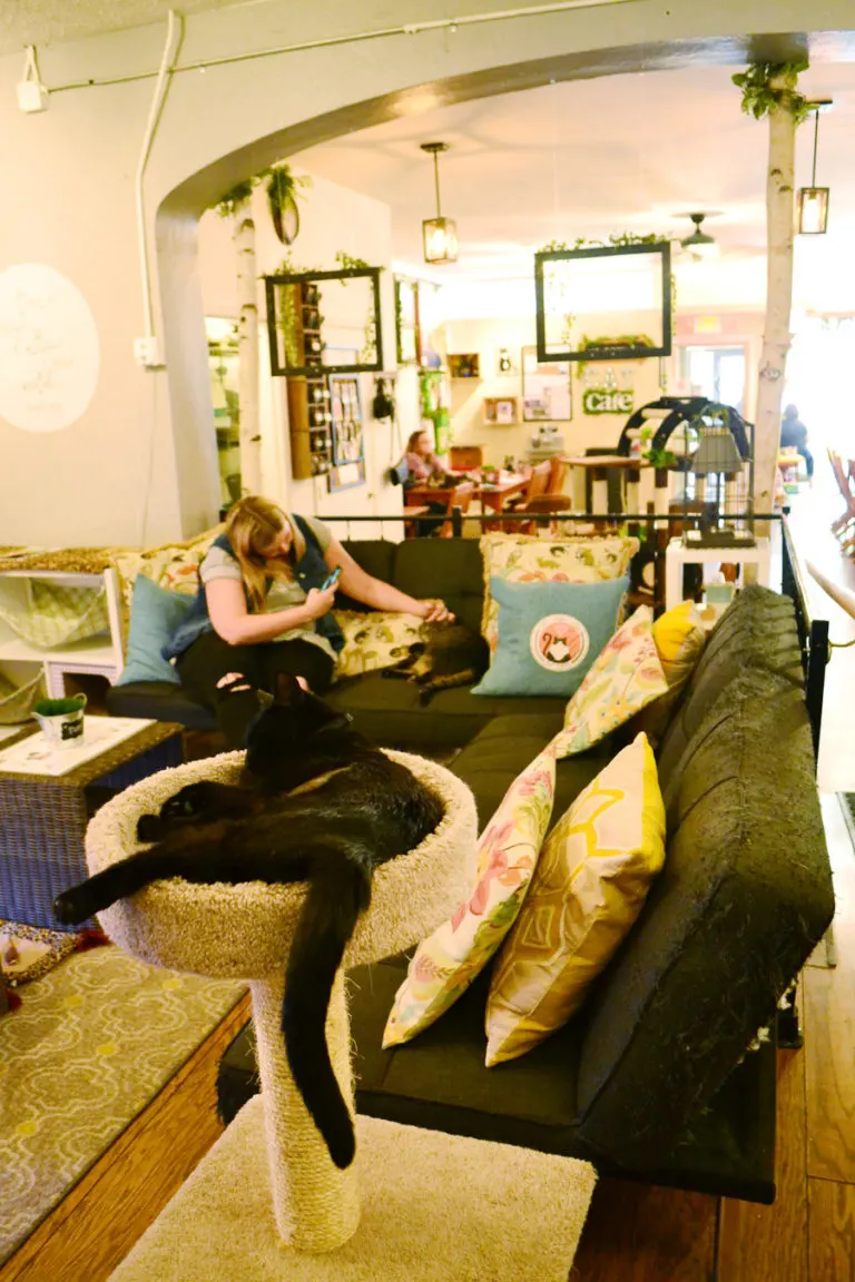 Ohio Cat Cafe