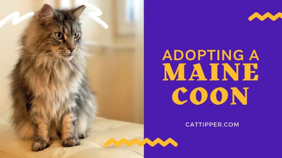 Adopting a Maine Coon