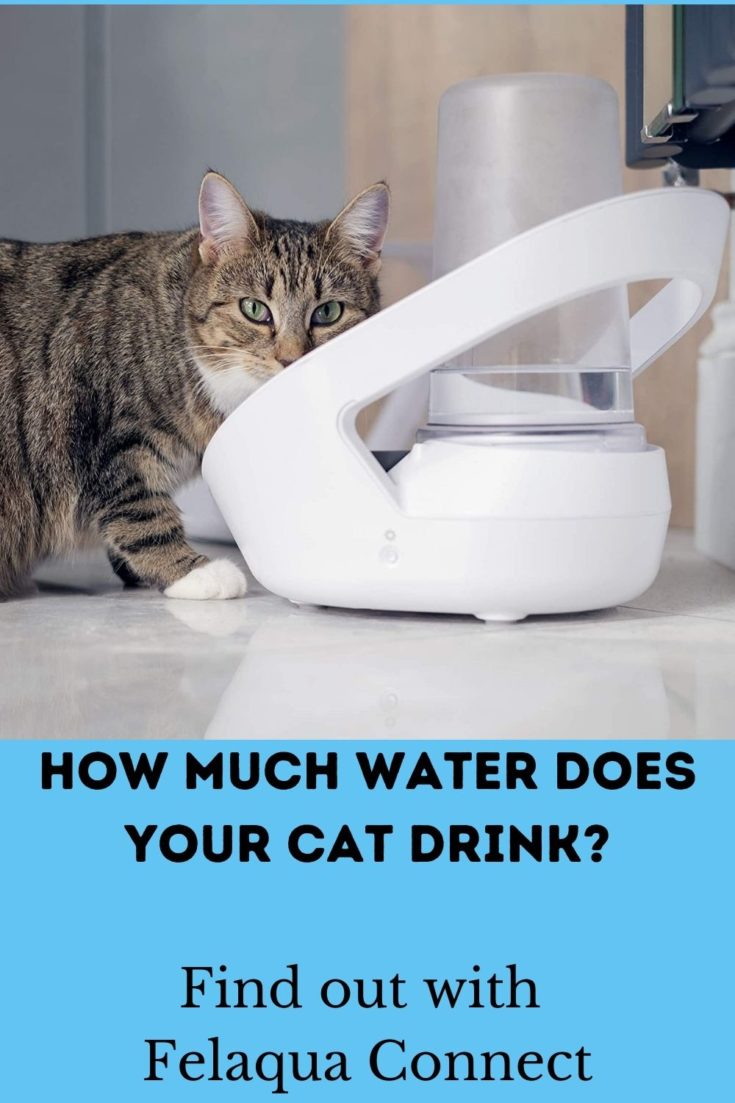 Falaqua REVIEW: Felaqua Connect Smart Water Bowl for Cats