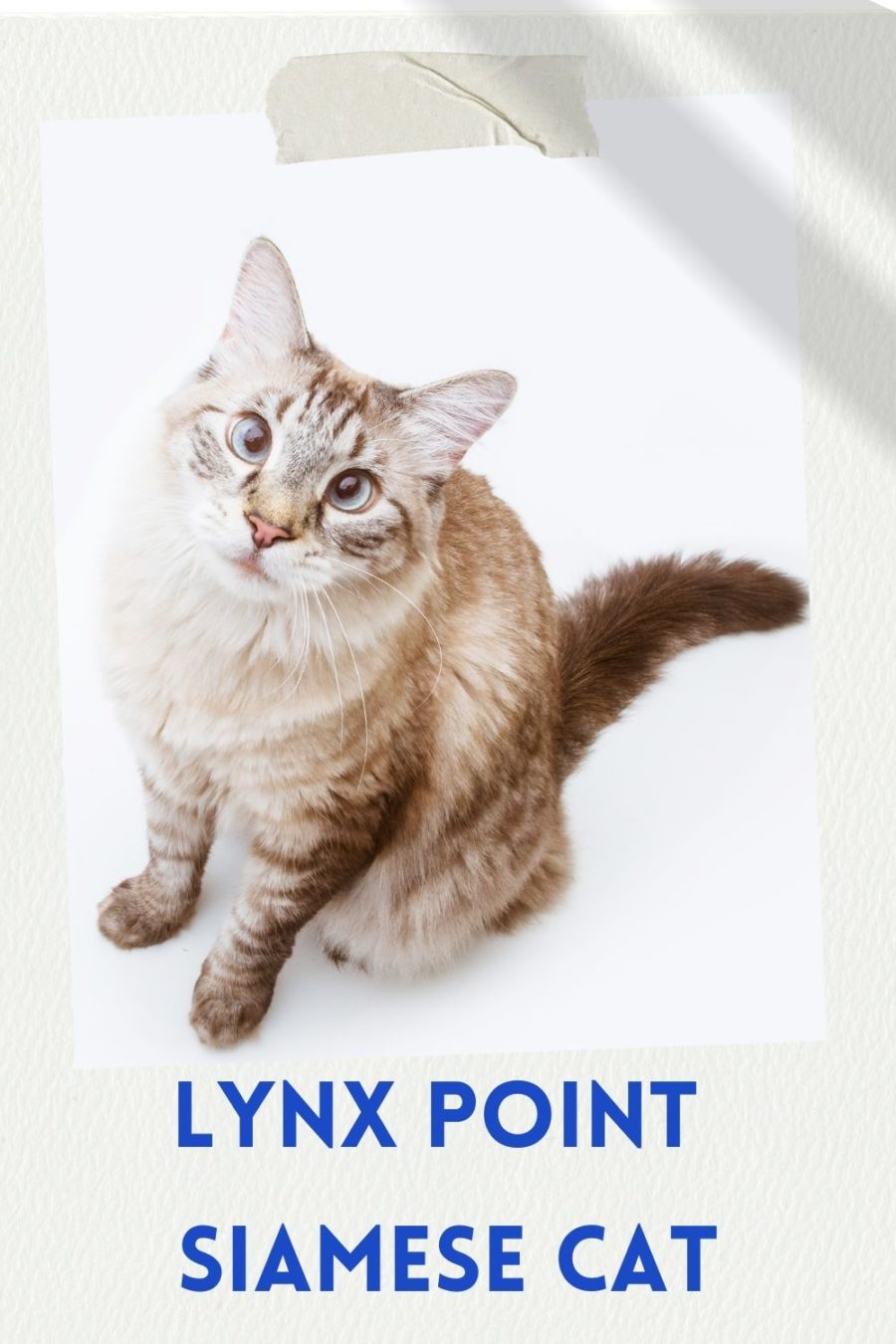 Lynx Point Siamese Cat