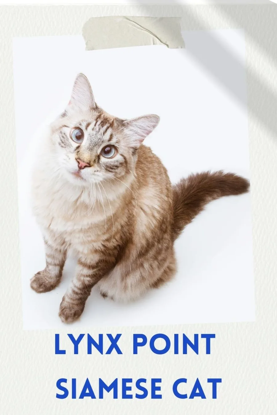 Lynx Point Siamese Cat