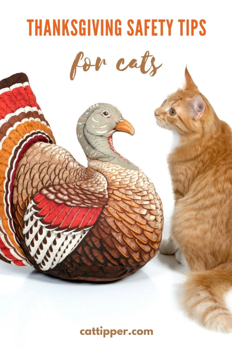 Thanksgiving safety tips for cats