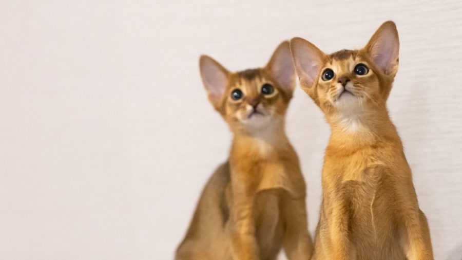 Abyssinian cat colors