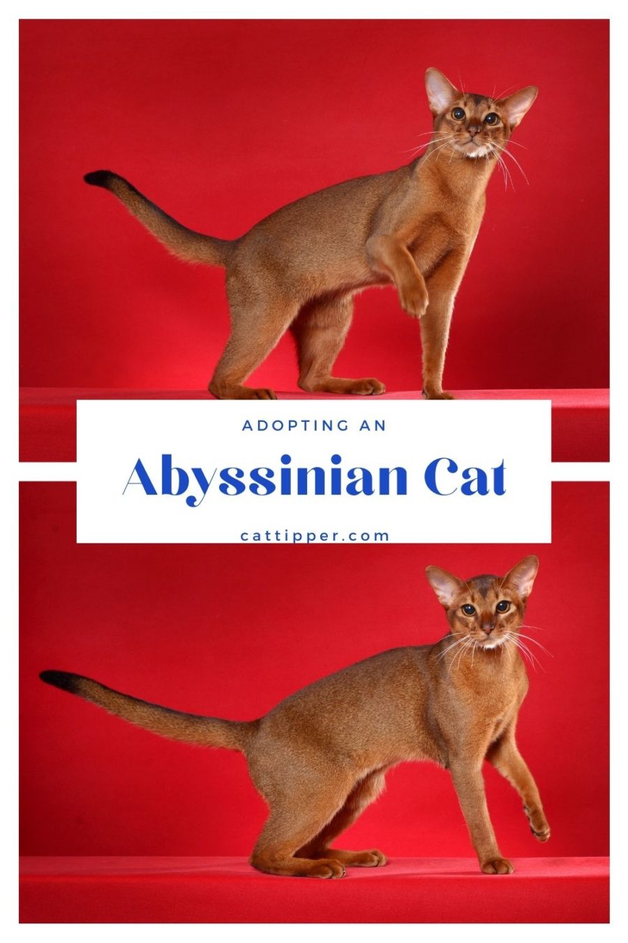 adopting an abyssinian cat