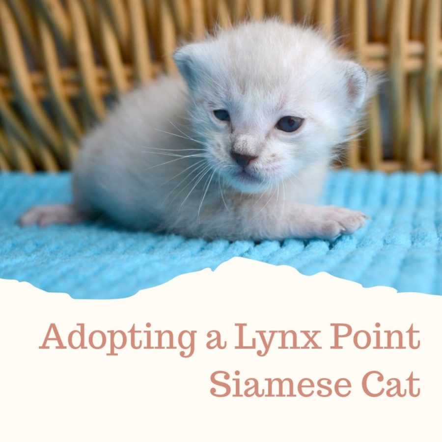 Adopting a Lynx Point Siamese Cat - image of very young kitten