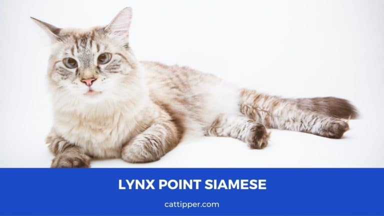 Lynx Point Siamese Cat: The Mysterious Mix of Wild Looks and Gentle Nature