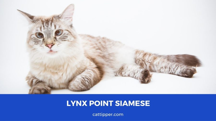 Lynx Point Siamese Cat