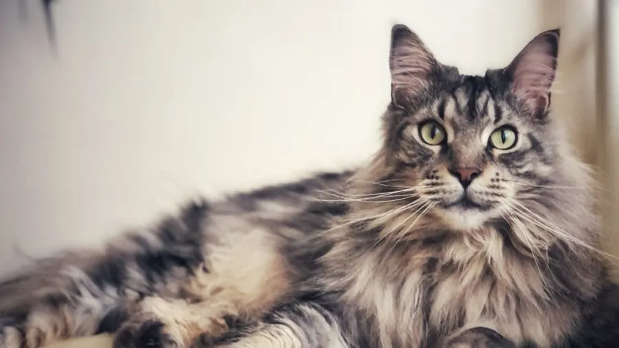 Where to adopt a Maine Coon
