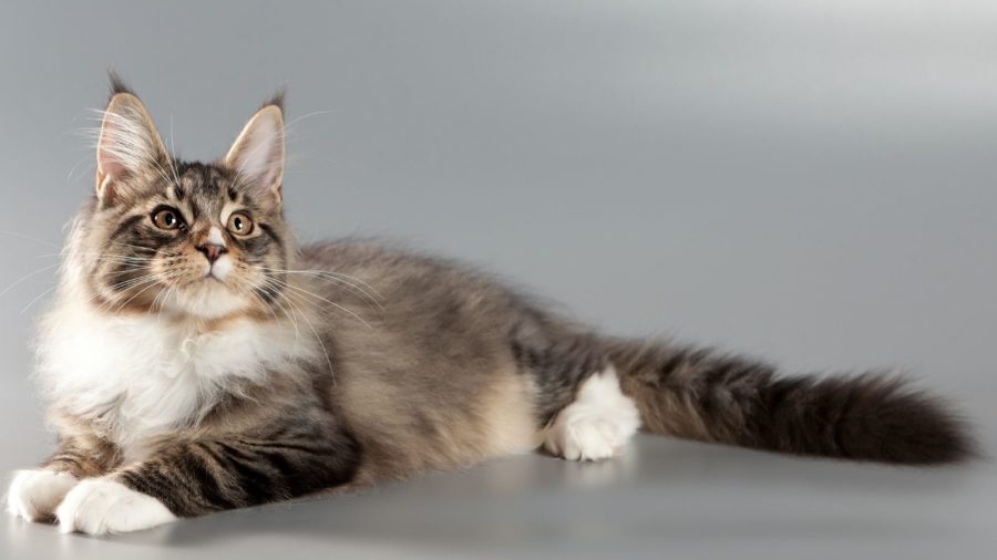 Maine Coon kitten