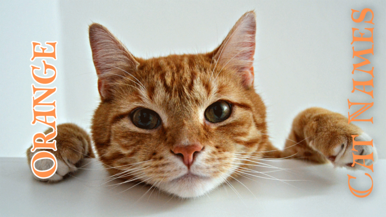 200+ Ginger Cat Names for Your New Orange Cat!