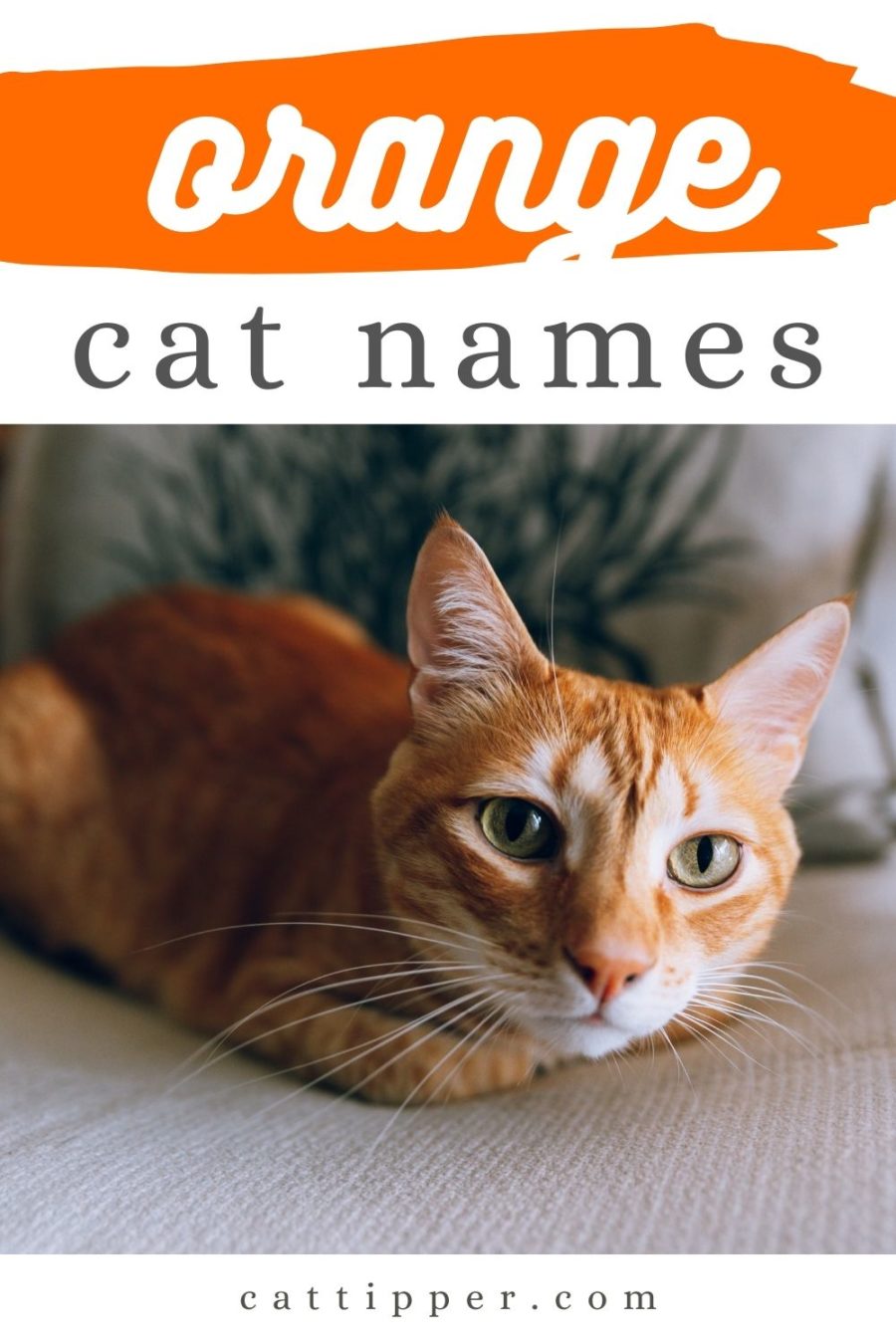 orange cat names