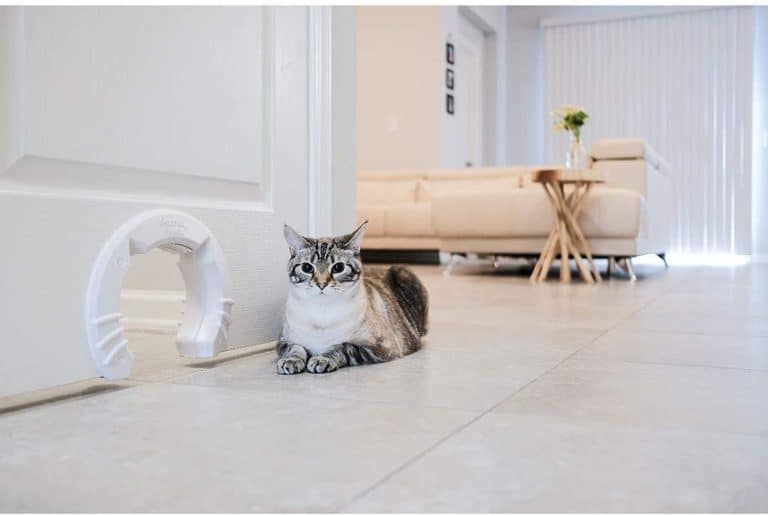 using a cat door to keep dogs out of the litterbox