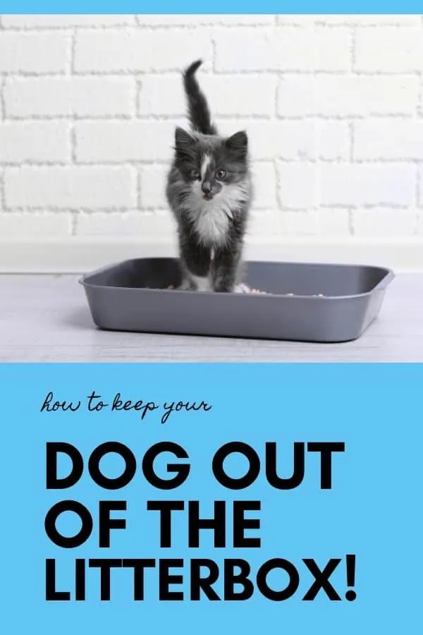 keeping your dog out of your cat's litter box