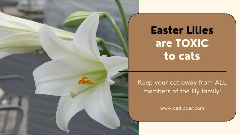 Cats and Easter Lilies: Lilies Are Poisonous to Your Cat! - CatTipper Cat Blog