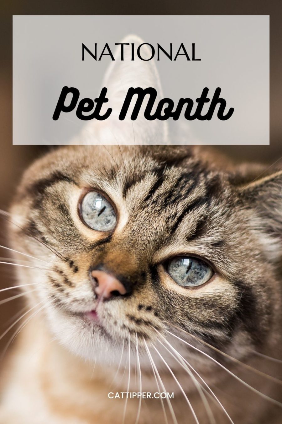 National Pet Month