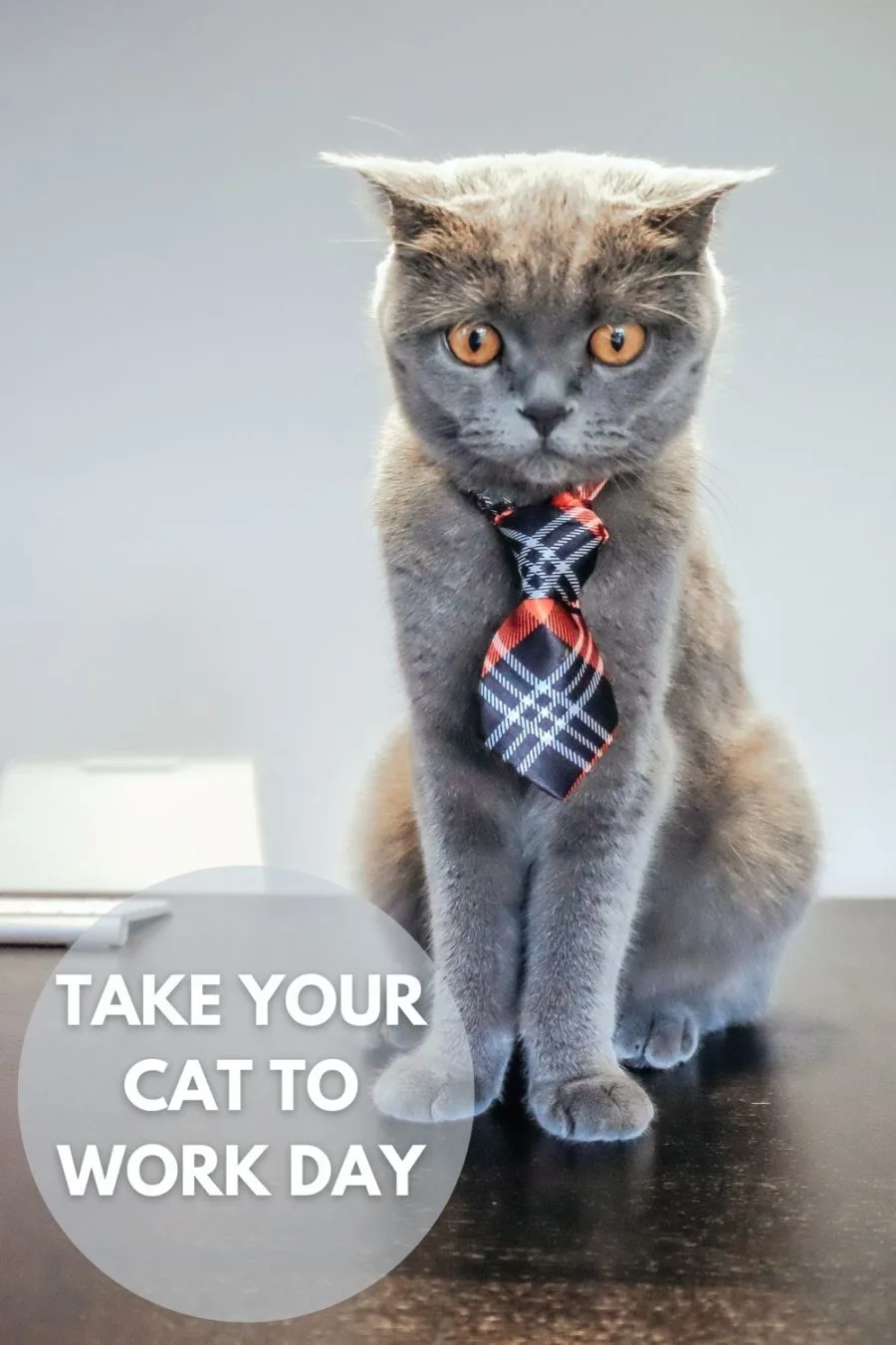 Take Your Cat to Work Day