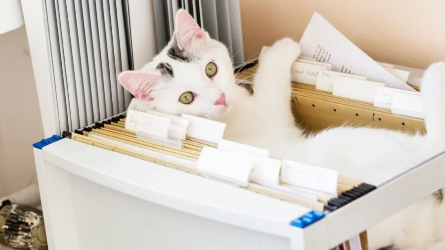 cat in file drawer