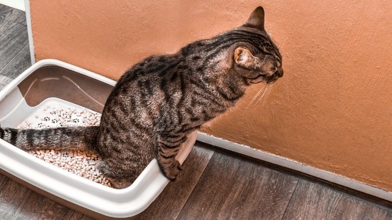 cat using litter box