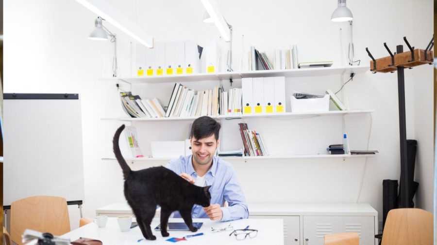 cat enjoying office visit for Take Your Cat to Work Day