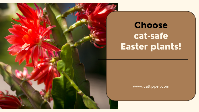 Cat Safe Easter Plants
