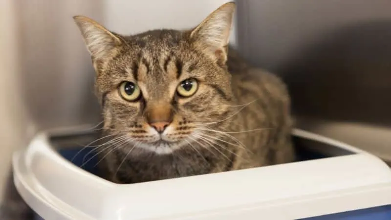 cat in litter box