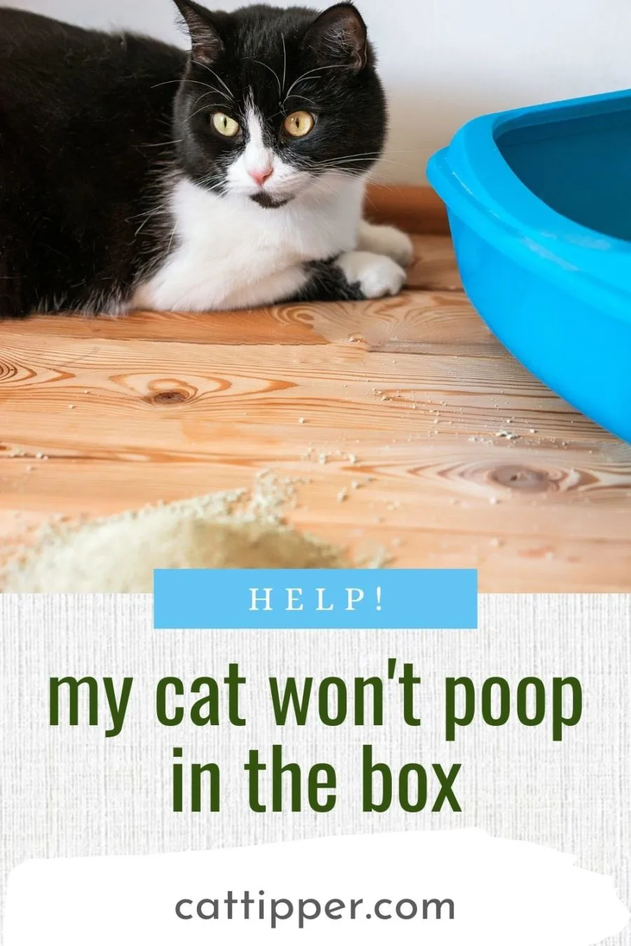 Help - my cat won't poop in the litterbox