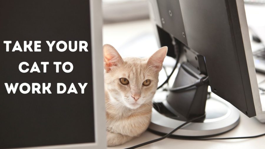 Take Your Cat to Work Day, June 22