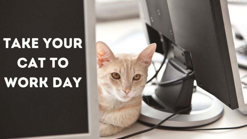 Take Your Cat to Work Day