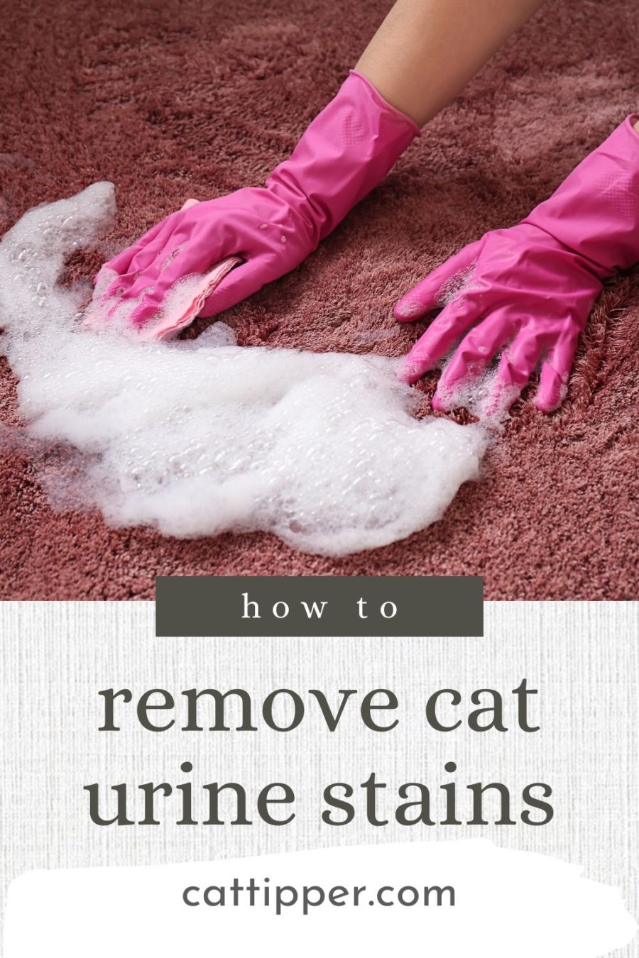 how to remove cat urine stains