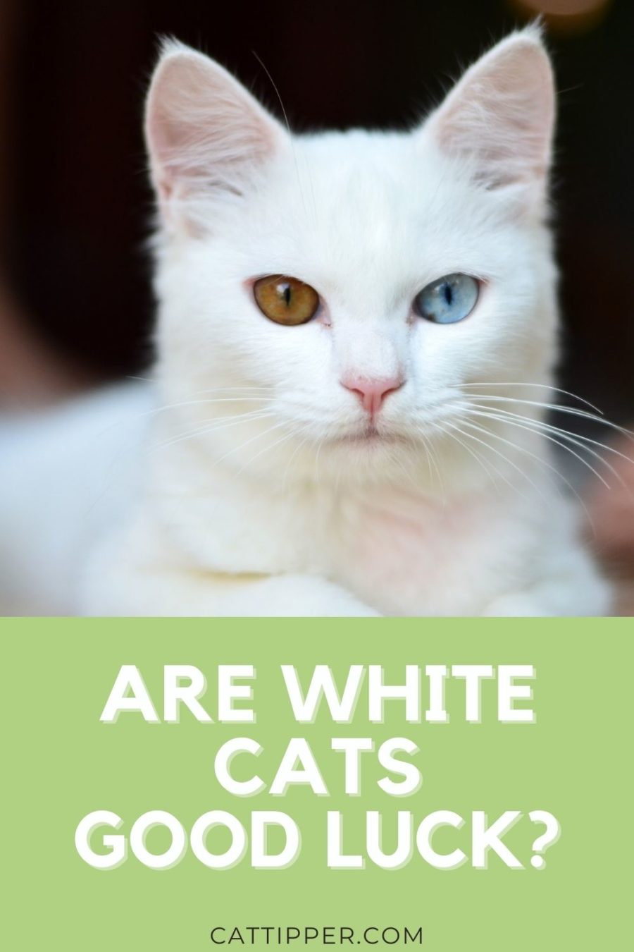are white cats good luck? Superstitions from around the world about these cats.