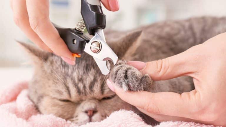 My Cat’s Claws Won’t Retract {Veterinarian Advice}