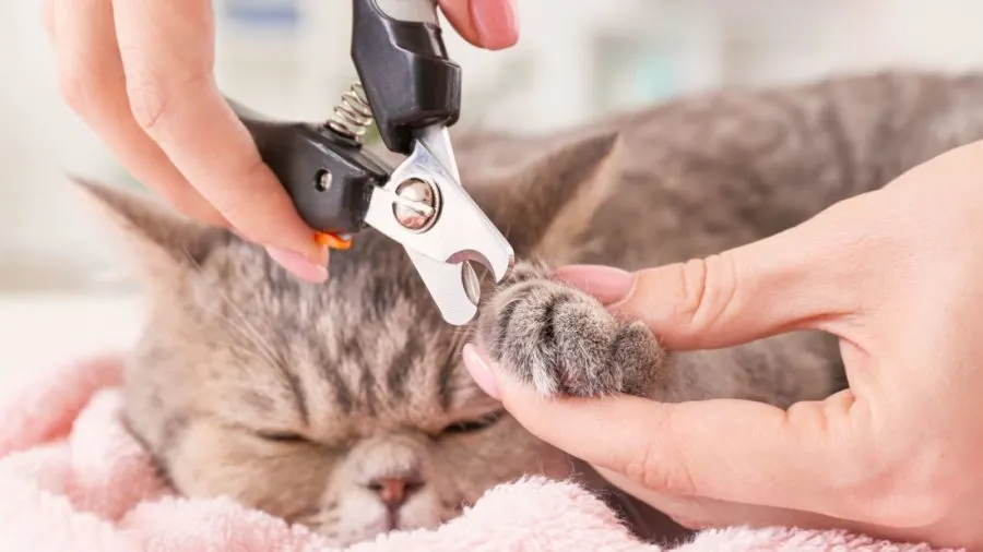 cat nail trim