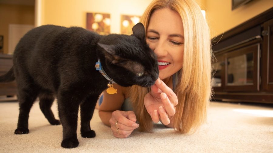 give your cat a treat to help your cat learn to come when called