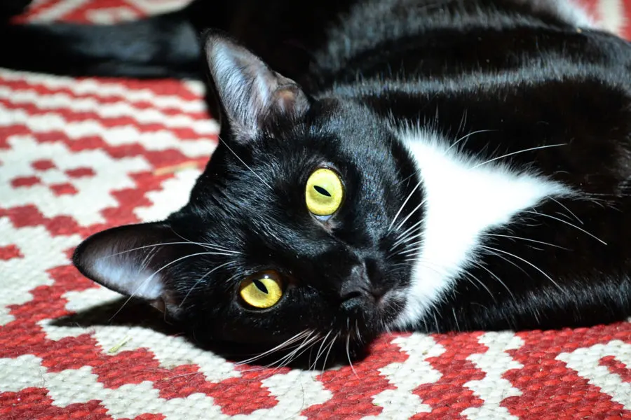 black and white cat