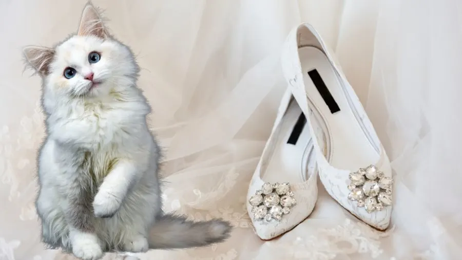 white cat superstitions about marriage and weddings