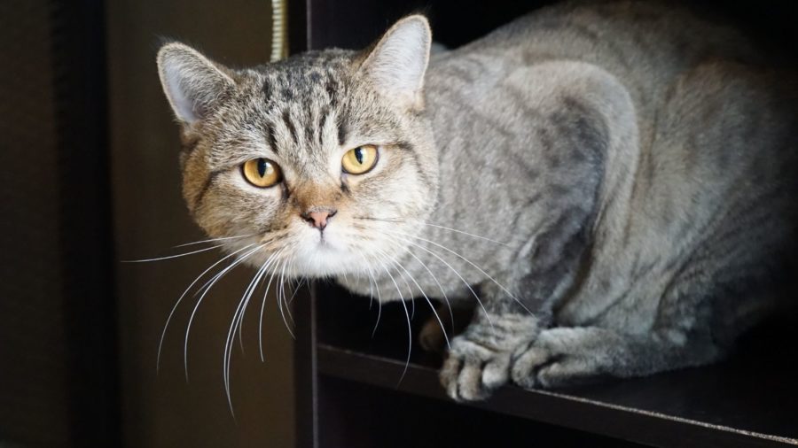 silver tabby cat photo