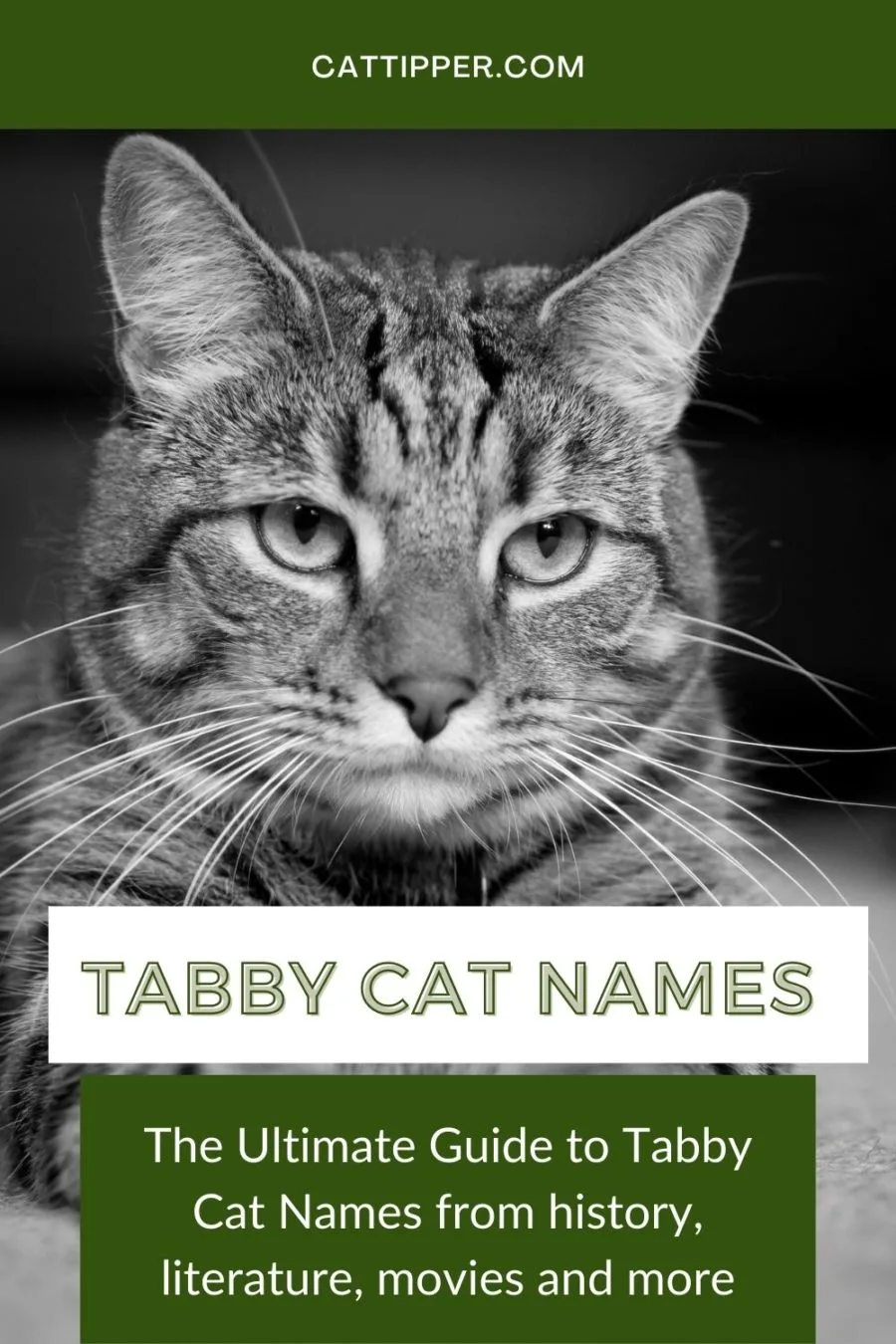 Tabby Cat Names pinterest pin with black and white photo of tabby 