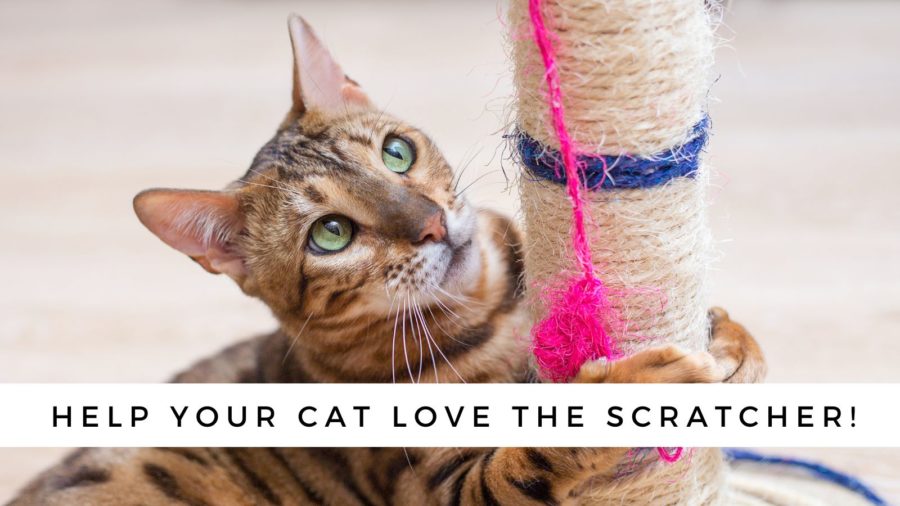 Photo of cat using a cat scratching post 