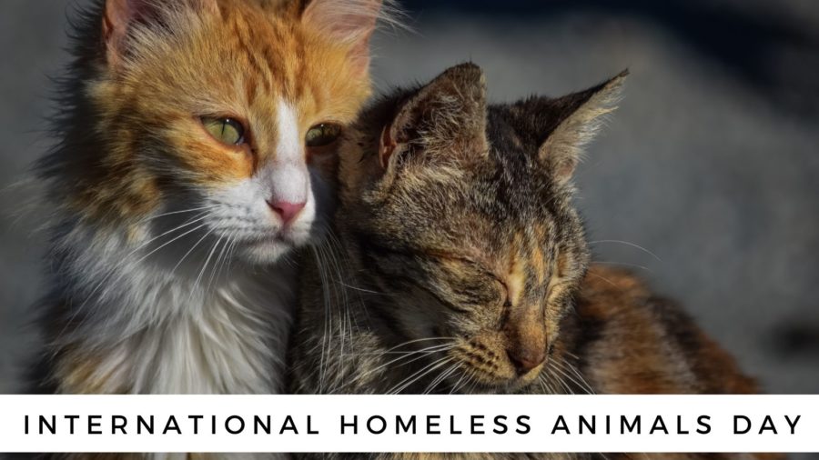 International Homeless Animals Day