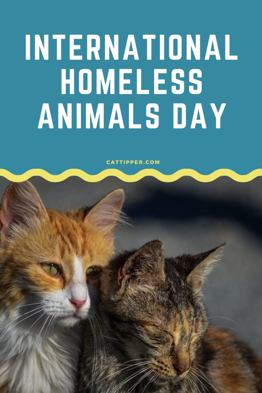 International Homeless Animals Day