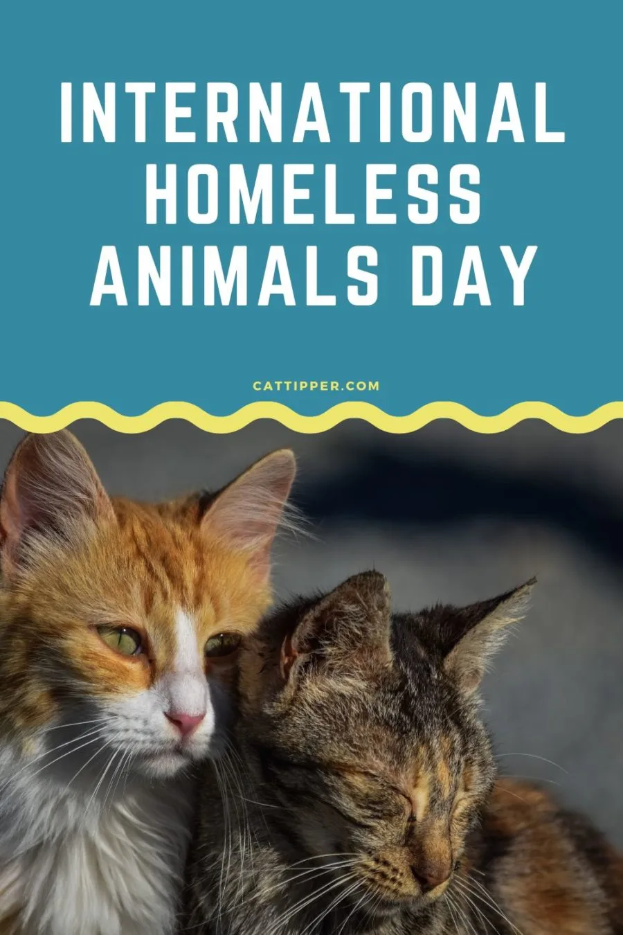 International Homeless Animals Day