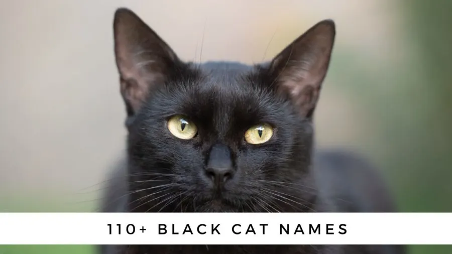 110+ Black Cat Names {And Their Meanings} - CatTipper