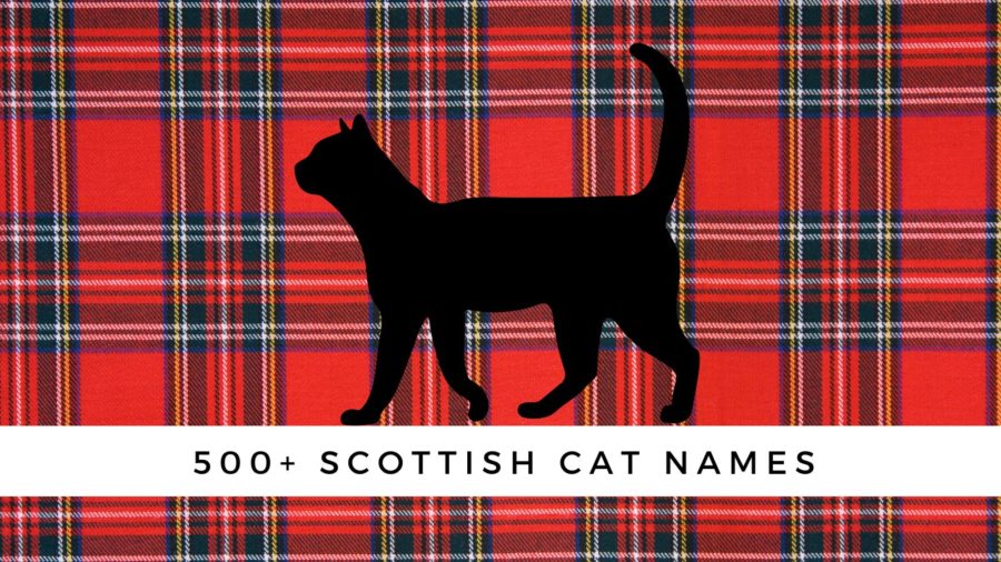 cat silhouette on tartan background