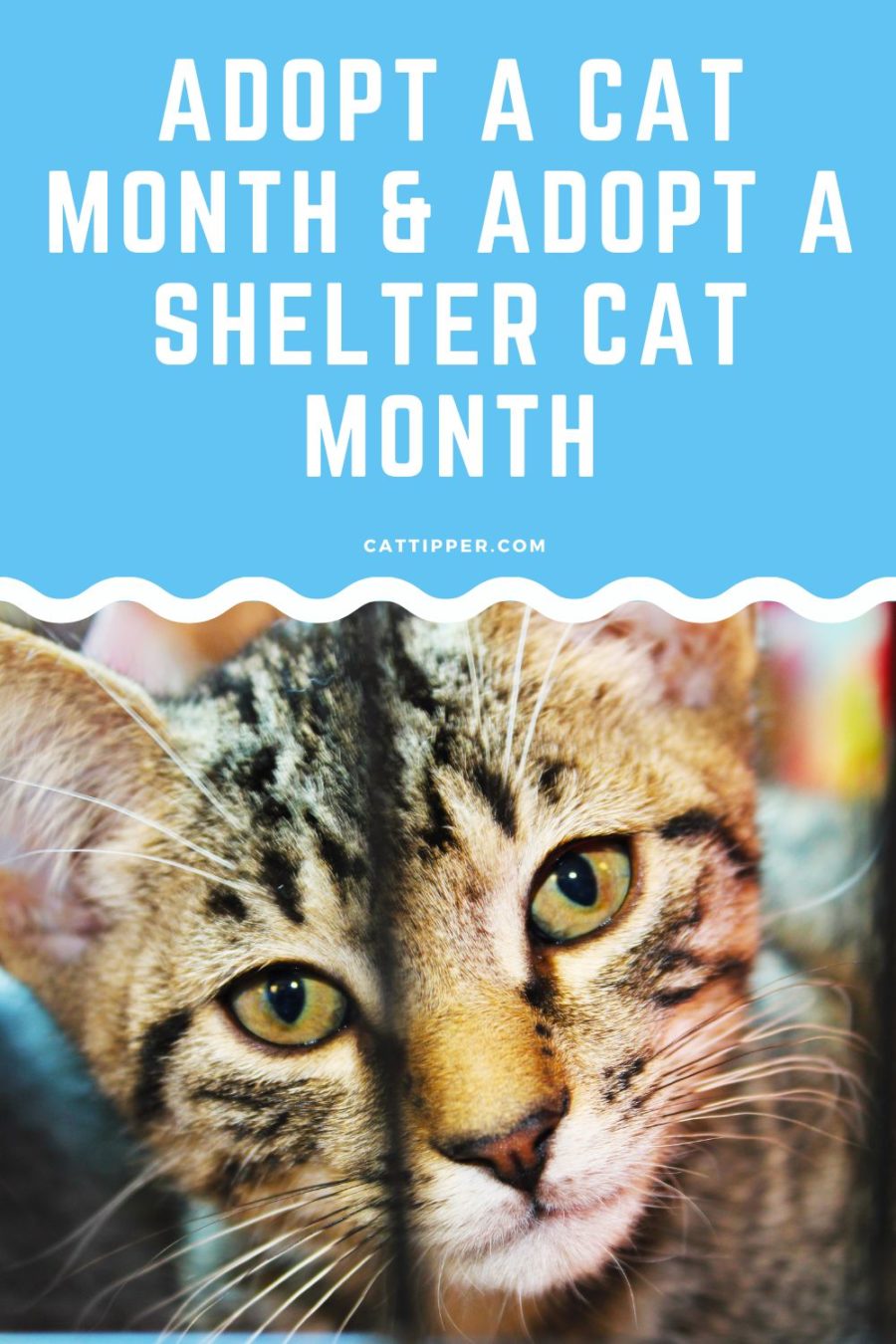 Adopt A Cat Month and Adopt a Shelter Cat Month