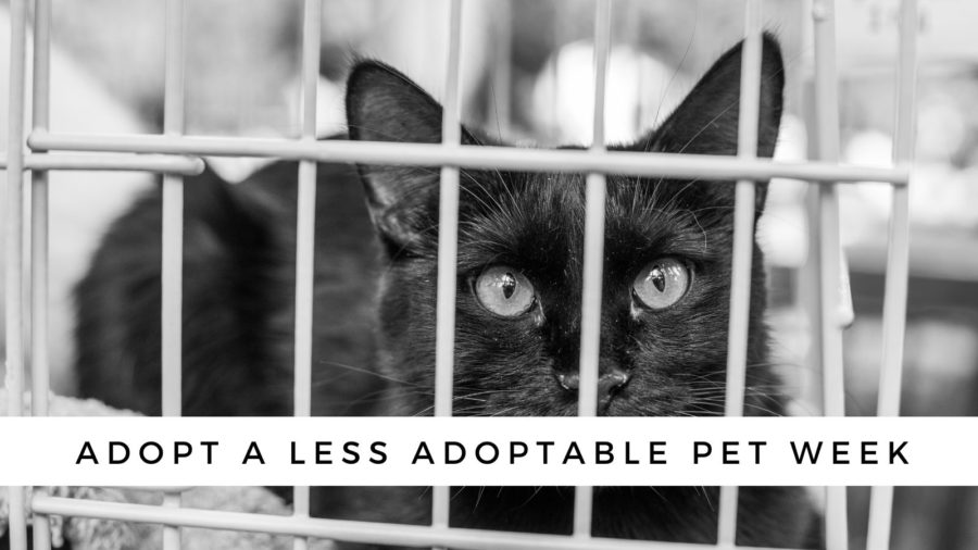 Adopt A Less Adoptable Pet Week