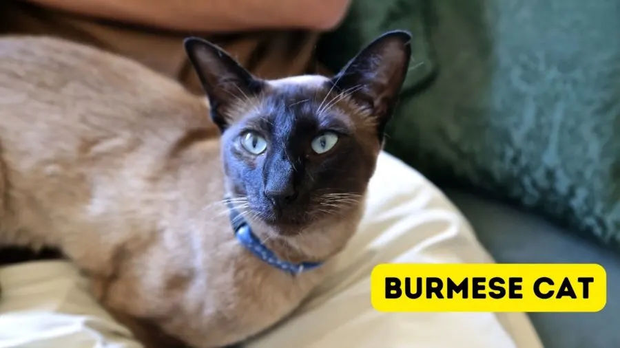 Burmese Cats