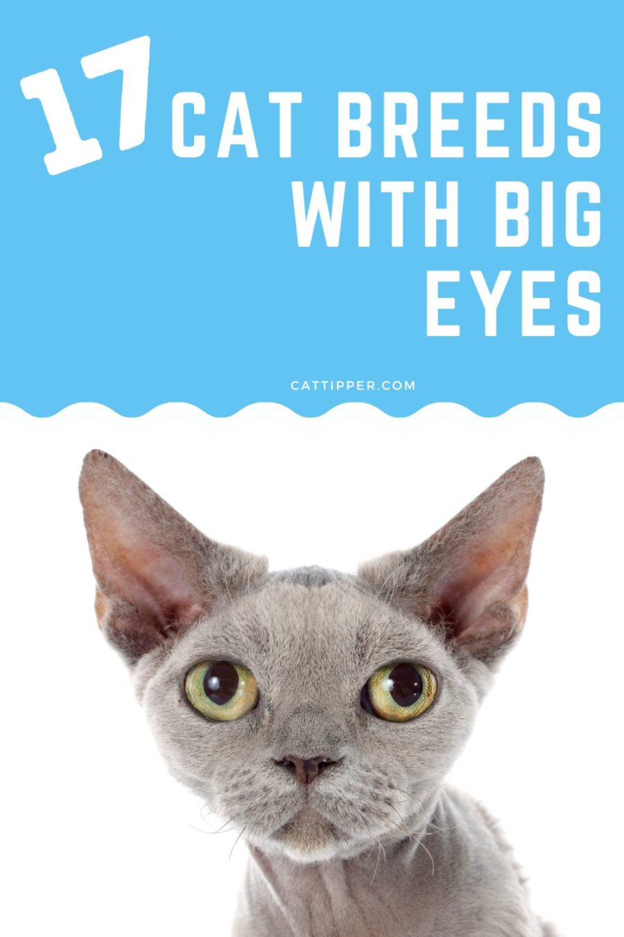 17 Cat Breeds with Big Eyes