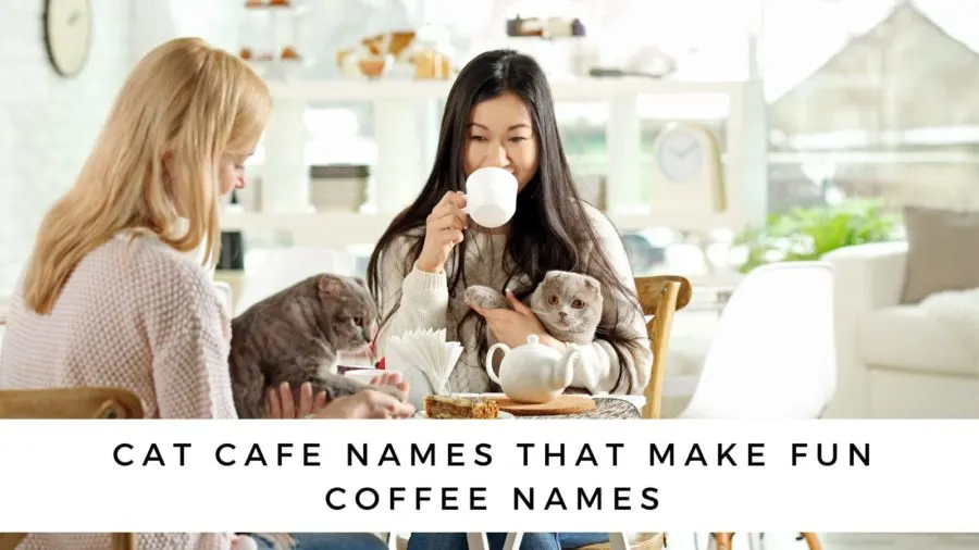 Cat Cafe Names that Make Fun Coffee Names