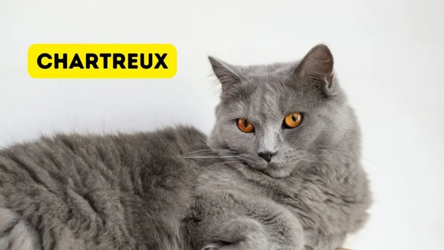 Chartreux Cats